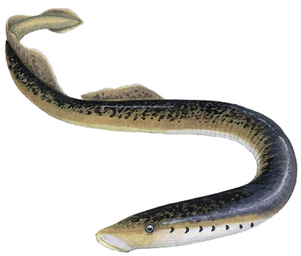 Petromyzon marinus_05.jpg